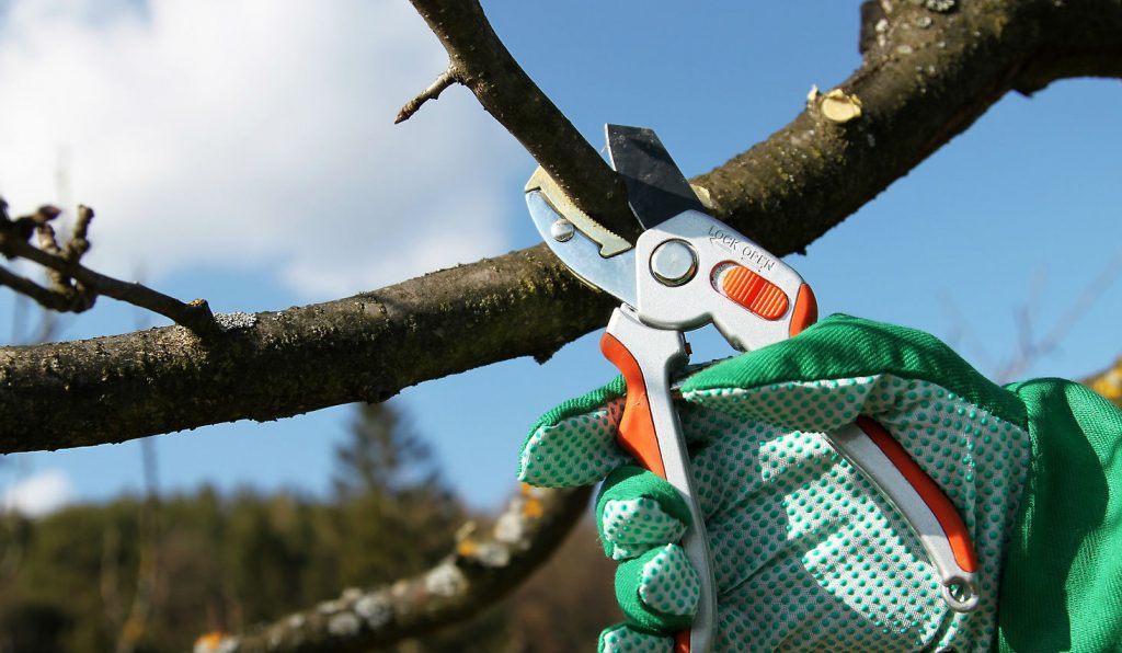 Tree Contractor Tree Contractor